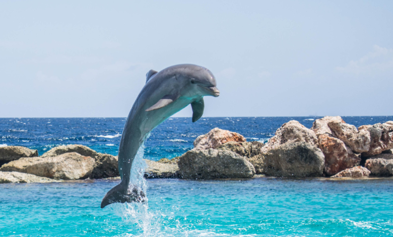 Dolphin Cove Jamaica