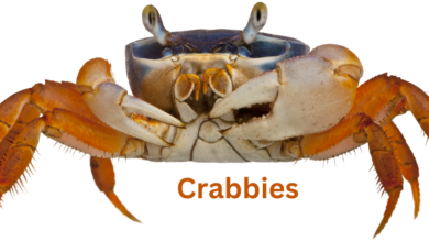 crabnibbie