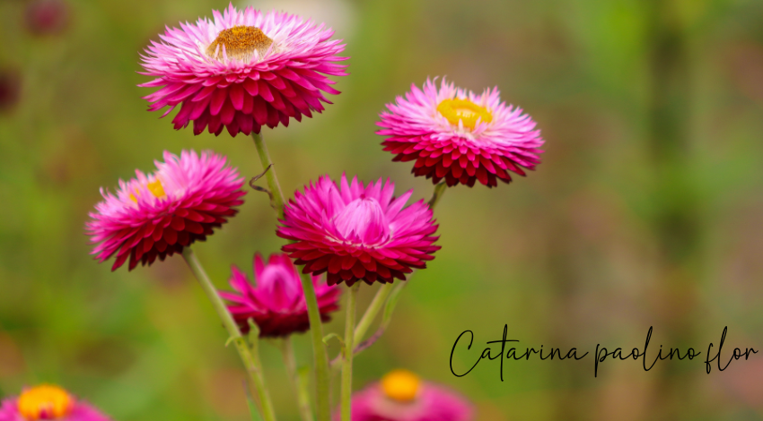 catarina paolino flor